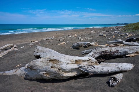 Driftwood scattered along the coastline by the sea, Mana Bay, Patea, Taranaki, North Island, New