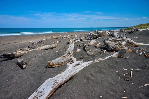 Driftwood on a lonely sandy beach under a blue sky, Mana Bay, Patea, Taranaki, North Island, New