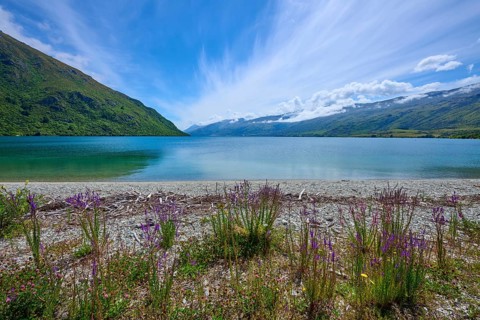 Panorama of a tranquil seascape with flowering plants, Kingston, Queenstown-Lakes District, Otago,