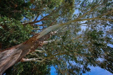 Looking upwards into a canopy of leaves under a blue sky, Kingston, Queenstown-Lakes District,