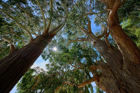 View between trees with sunshine and clear sky, Kingston, Queenstown-Lakes District, Otago, South