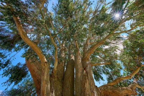 View of a mighty tree with sunshine and blue sky in the background, Kingston, Queenstown-Lakes