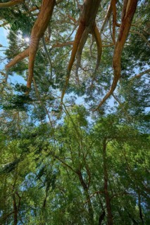 Branched tree tops of peppermint eucalyptus (Eucalyptus radiata), with sun rays shining through the