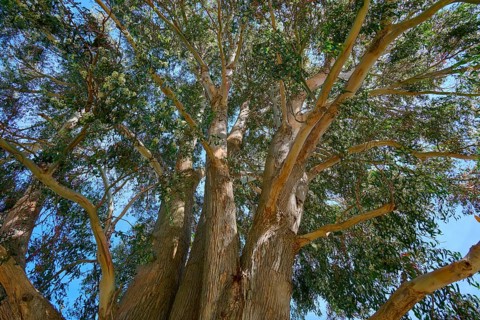 Bottom view of a large tree with spreading branches and blue sky, Kingston, Queenstown-Lakes