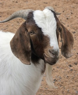 Portrait of a goat in front of sandy back