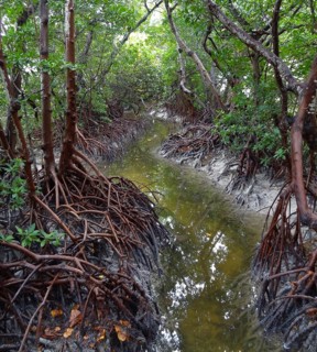 Mangrove forest at the Everglades in Florida (USA)
