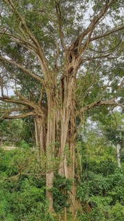 Closeup shot of strangler fig boughs seen in Sri Lanka
