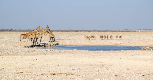 Sunny savannah scenery including a group of giraffes and some gazelles at a waterhole in Namibia