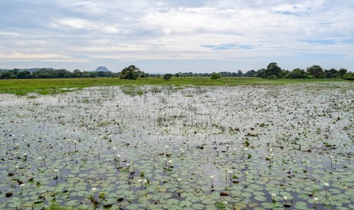 Natural waterside scenery seen in Sri Lanka