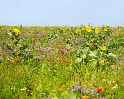 Flowering meadow with lots of various herbs and flowers in sunny ambiance