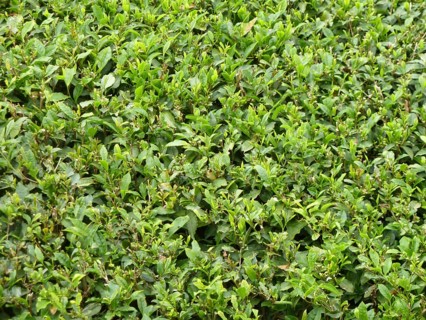 Full frame closeup background showing lots of tea leaves