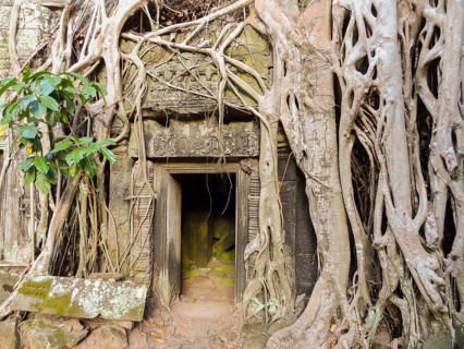 Temple detail at Angkor Thom overgrown with roots