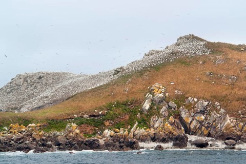 Colorful rocky coastal scenery including a big bird sanctuary at the Seven Islands in Brittany,