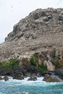 Rocky coastal scenery including a big bird sanctuary population at the Seven Islands in Brittany,