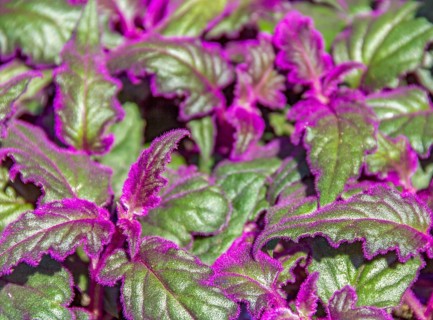 Detail shot of some green Gynura leaves with violet fluff