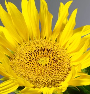 Sunflower detail in grey back
