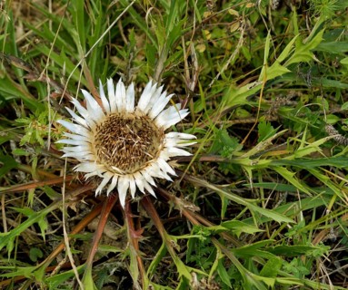 Silver Thistle seen from above
