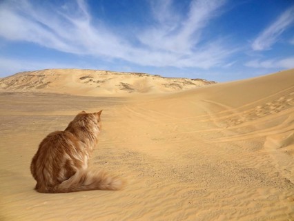Red Maine Coon Kitten sitting on the ground in desert ambiance