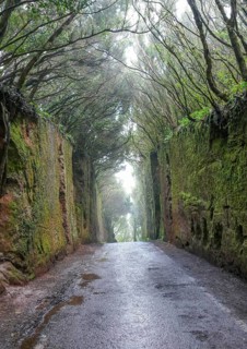Passage called Camino Viejo al Pico del Ingles at a mountain range named Macizo de Anaga at the