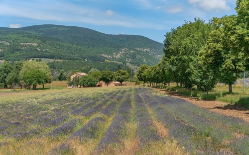 Lavender field near Mont Ventoux, a mountain in the Provence region of southern France