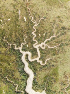 Abstract patterns of dry streams at low tide. In the marshland of the Bahía de Cádiz Nature Reserve