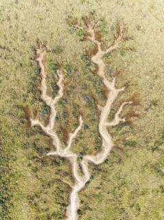 Abstract patterns of dry streams at low tide. In the marshland of the Bahía de Cádiz Nature Reserve