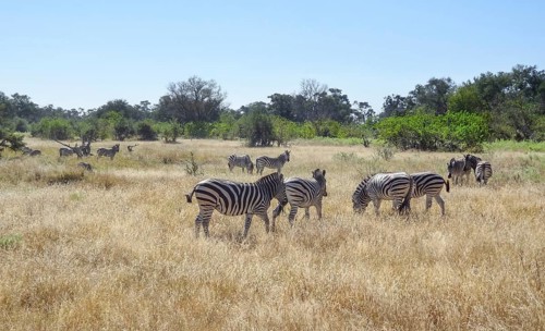 Savanna scenery showing a flock of zebras in Botswana