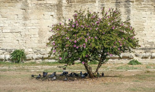 Blooming buah with lots of doves in its shadow seen in Lecce, a city in Apulia, Italy