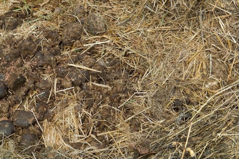 Full frame detail of a rotting manure heap