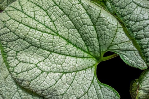 Full frame green and white bicolor leaves in black back