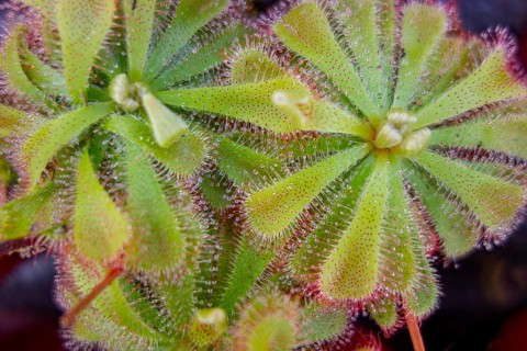 Some Drosera aliciae sundew plants in dark back