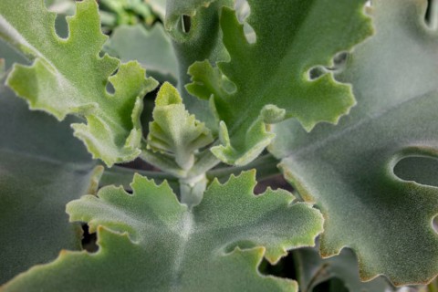 Closeup shot of a felt bush plant