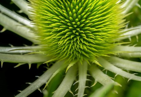 Full frame macro shot showing a detail of a wild teasel flower