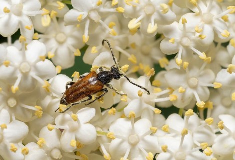Macro shot of a fairy-ring longhorn beetle on elderflower blossom