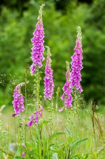 Common foxglove flowers in natural vegetation ambiance
