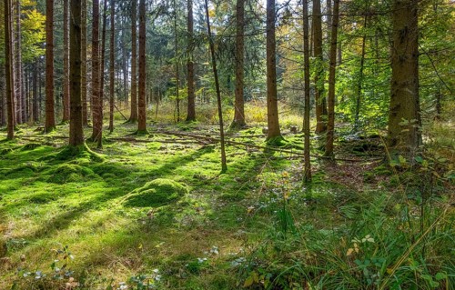 Idyllic forest scenery at summer time seen in southern Germany
