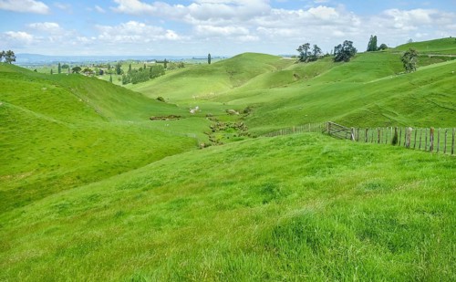 Idyllic rural scenery at the Waikato region at the North Island of New Zealand