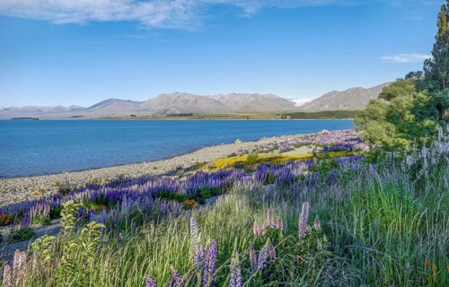 Riparian scenery including lots of lupine flowers around Lake Pukaki at the South Island of New
