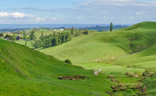 Idyllic rural scenery at the Waikato region at the North Island of New Zealand