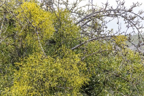 Detail shot of a tree overgrown with lots of mistletoe plants