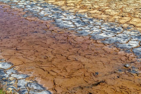 Riparian closeup at a brine lagoon in the Camargue, a natural region in southern France