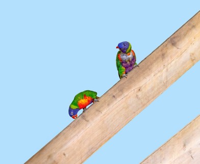 2 Coconut lorikeets sitting on a wooden plank in light blue back