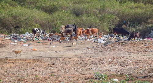 A garbage dump with some cattle and dogs seen in Sri Lanka