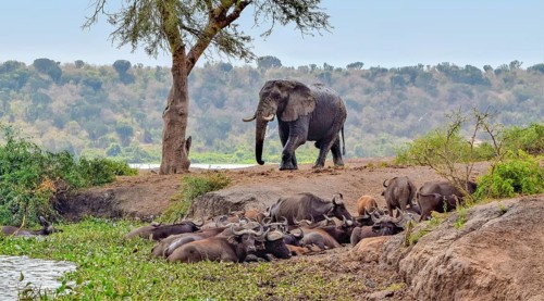 Group of resting african buffalos and a elephant seen at the Queen Elizabeth National Park in
