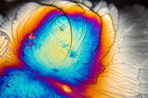 Microscopic Galactose crystals illuminated with polarized light
