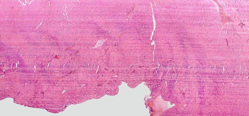 Microscopic detail showing a rats heart detail