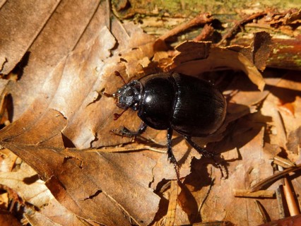 A dor beetle in natural ambiance
