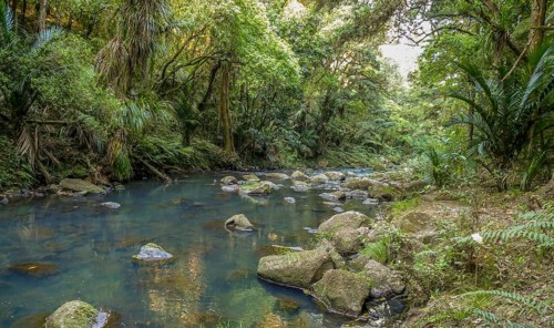 Natural scenery around Whangarei Falls in New Zealand