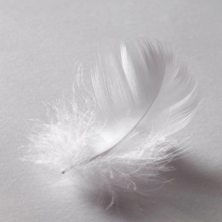 Studio photography of a white fluffy down feather in grey back