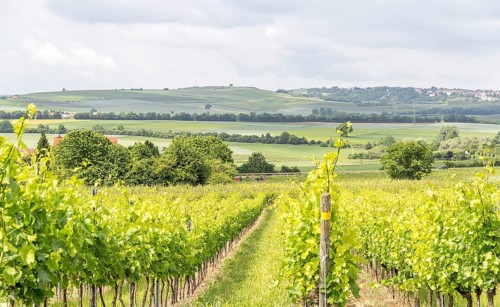 Winegrowing scenery around Loerzweiler in the Rhineland-Palatinate in Germany at spring time